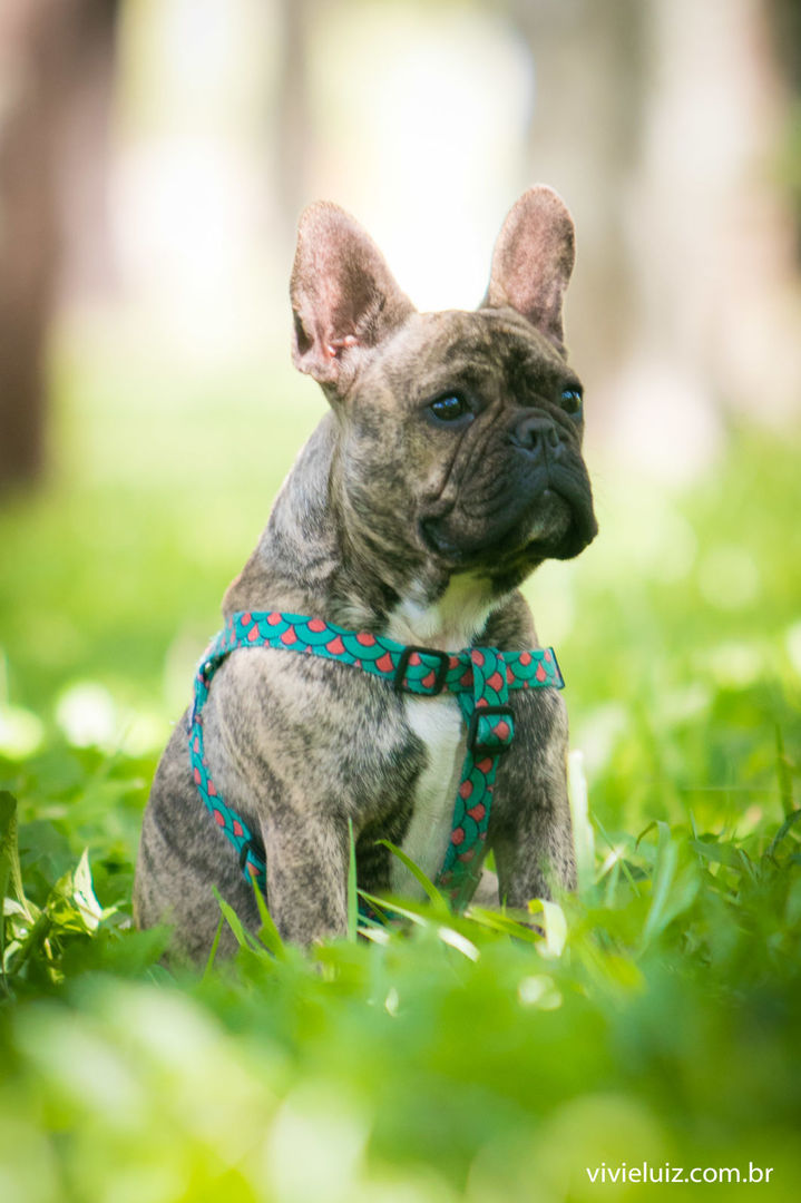 Foto Gestação Isabel - Imagem 12