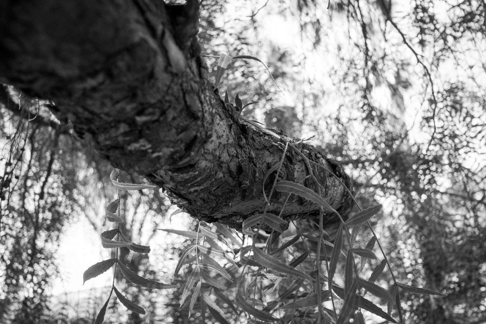 Foto Vanda e Jailton - Imagem 23