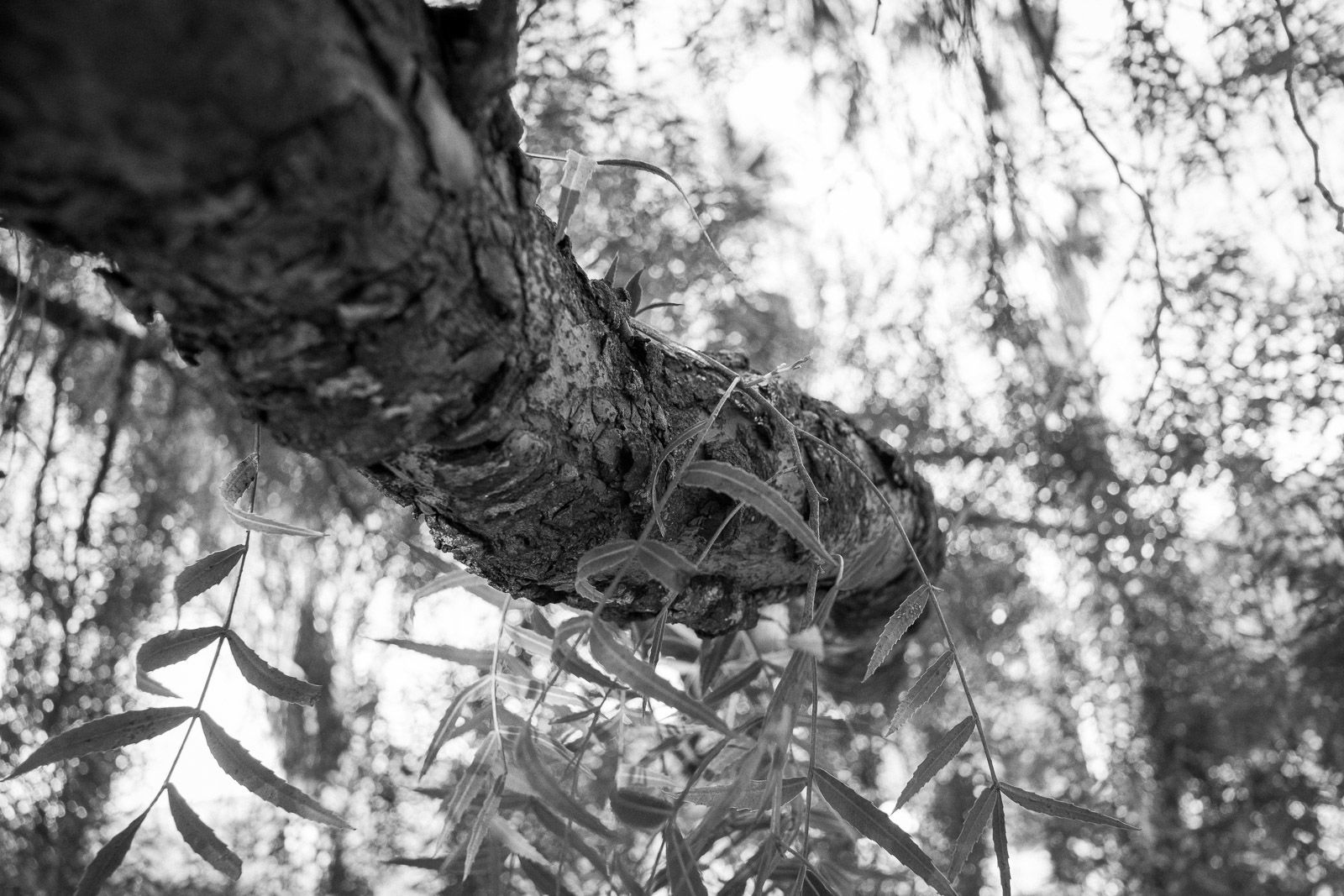 Foto Vanda e Jailton - Imagem 24