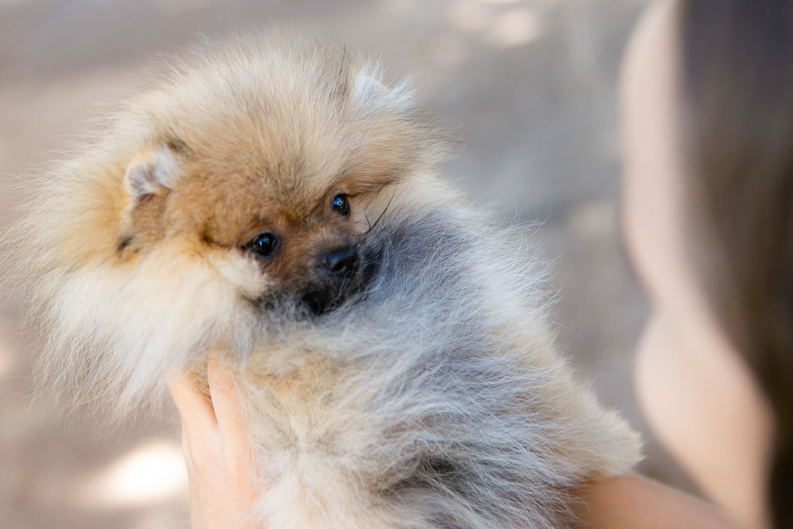 Foto Ensaio de aniversário - Imagem 4