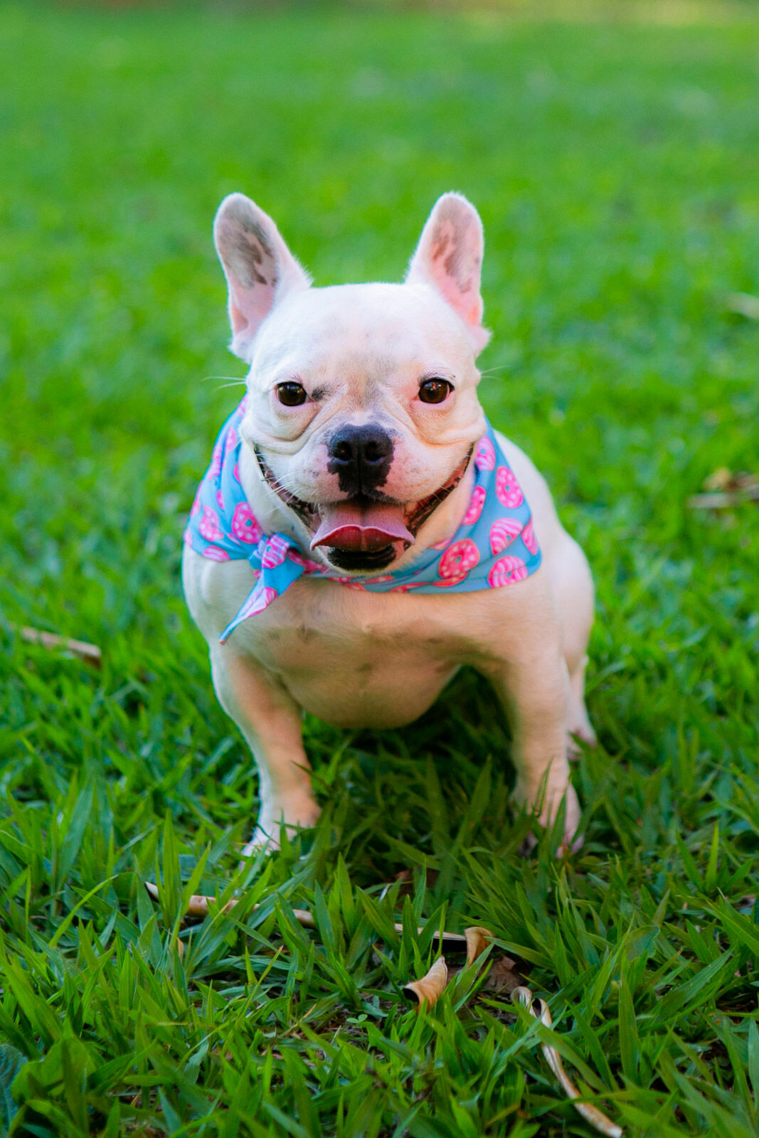 Foto Ensaio Roberta - Imagem 3