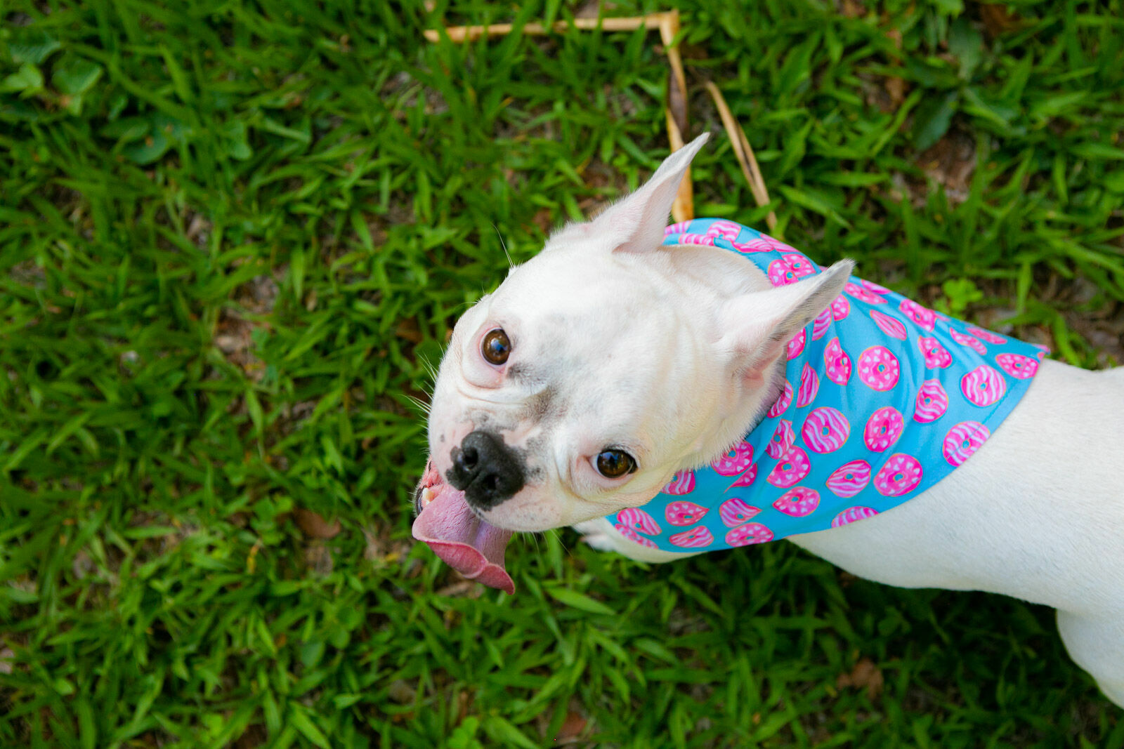 Foto Ensaio Roberta - Imagem 5