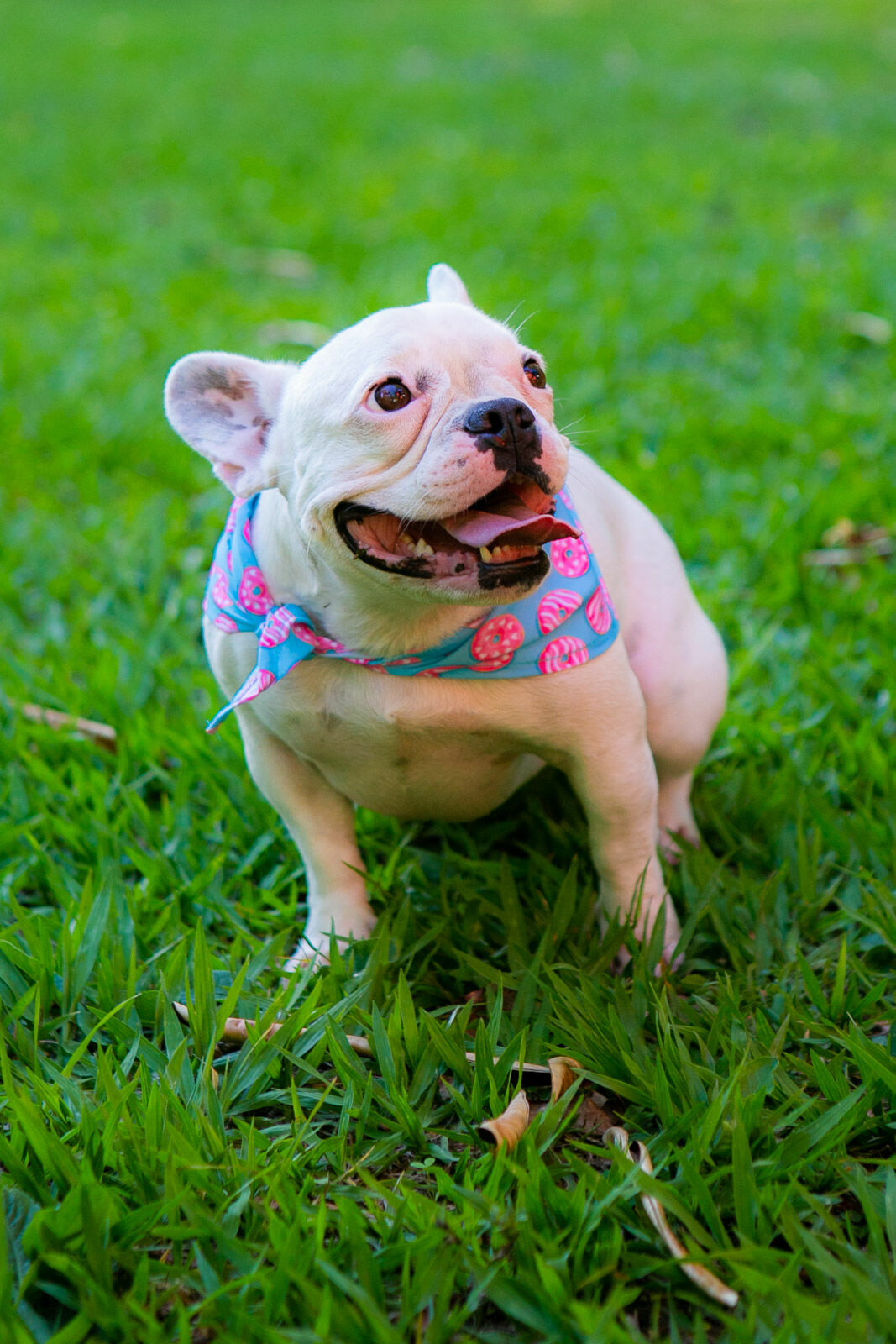 Foto Ensaio Roberta - Imagem 2