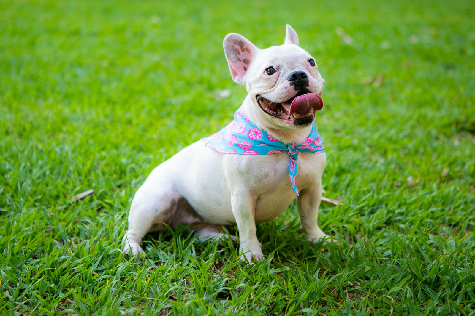 Foto Ensaio Roberta - Imagem 9