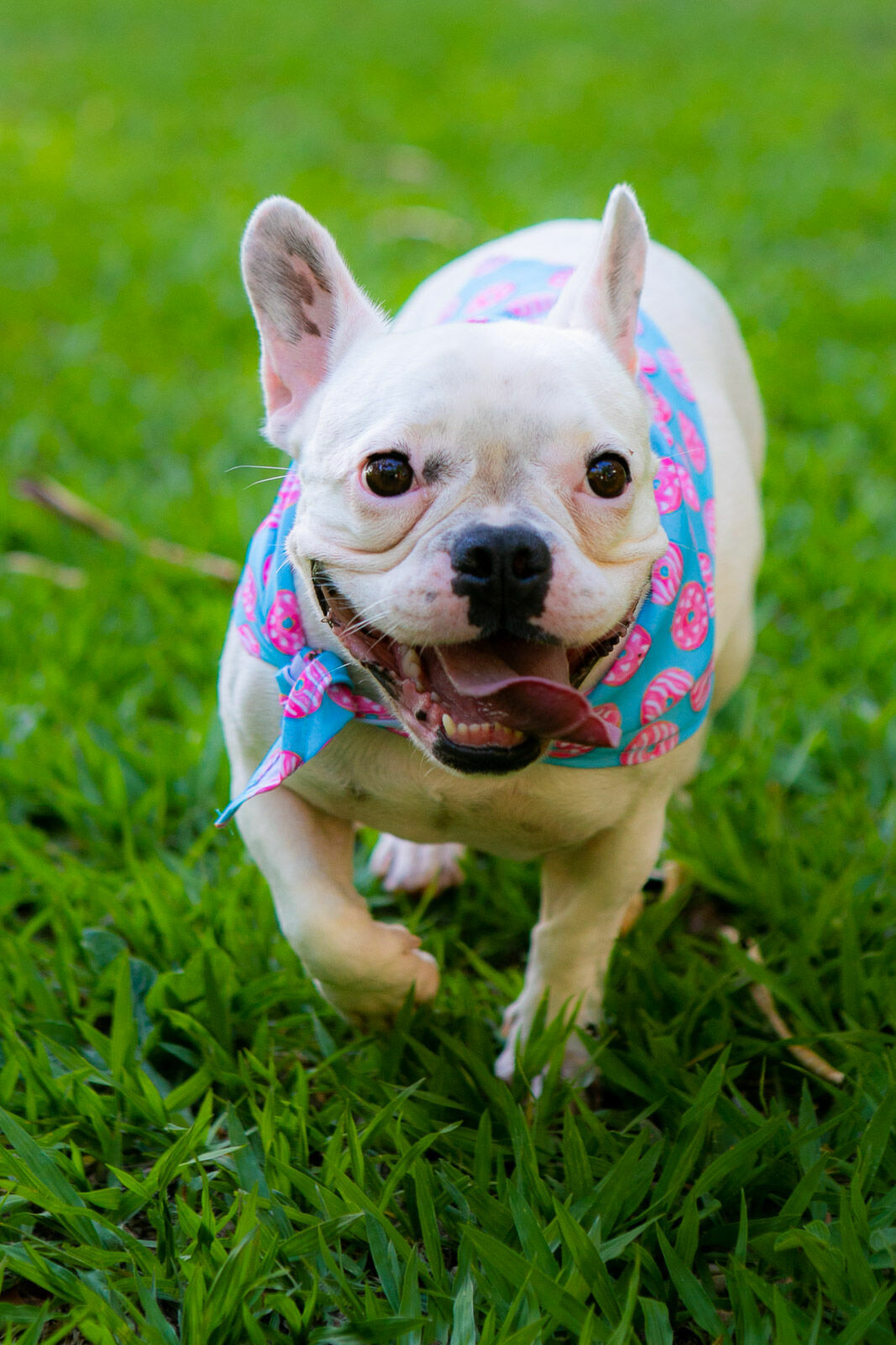 Foto Ensaio Roberta - Imagem 4